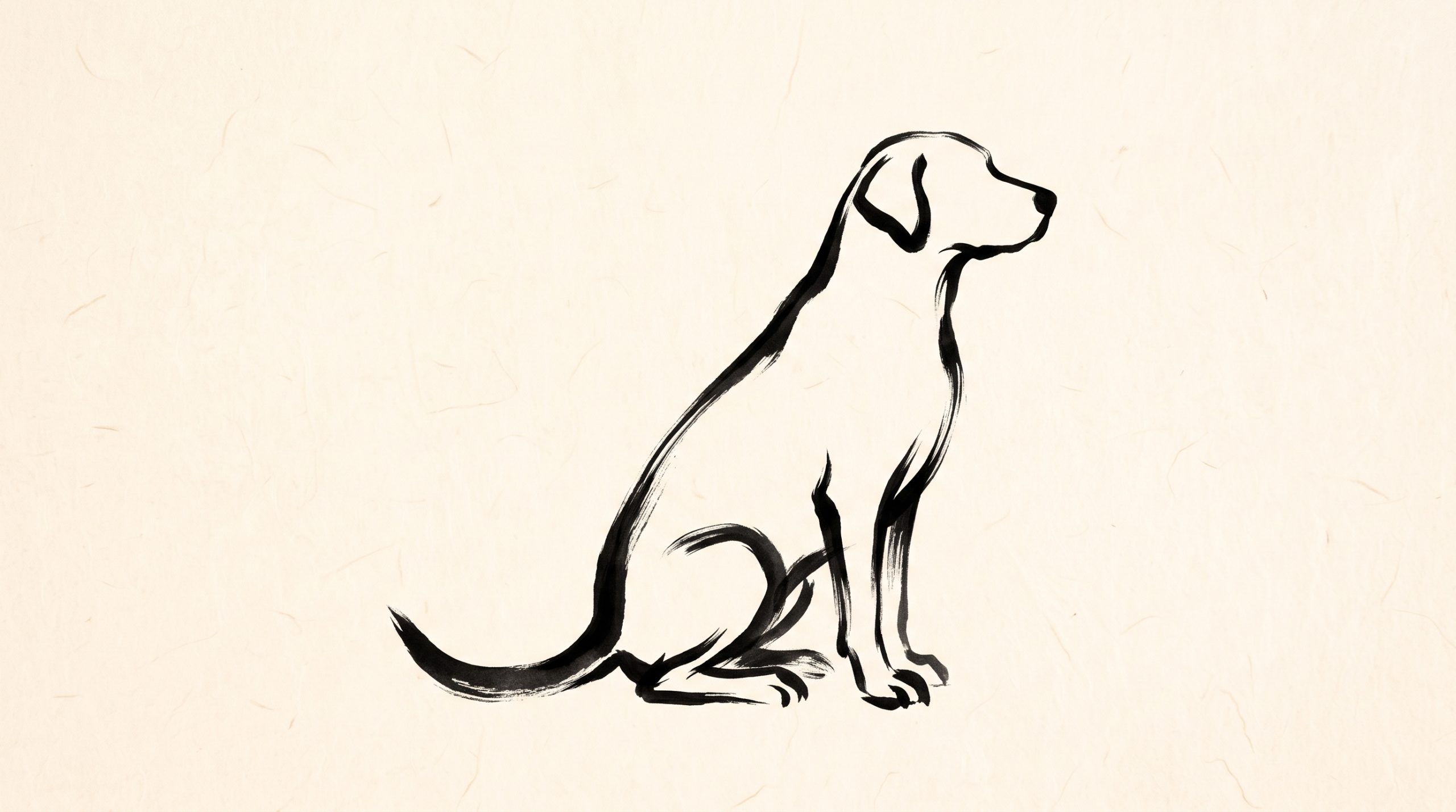 Stériliser son chien : guide complet pour prendre la bonne décision